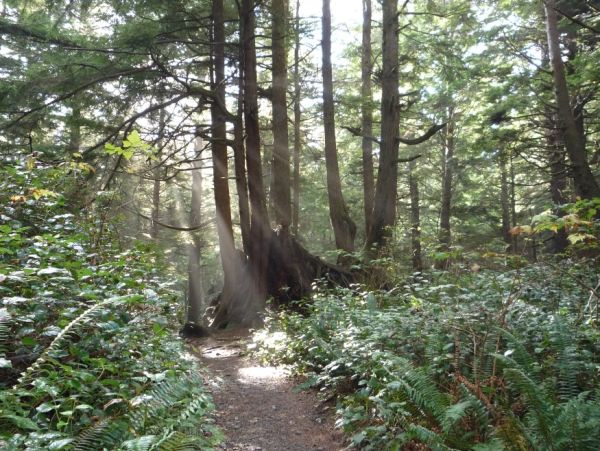 Gifts of the Pacific Northwest Forests
