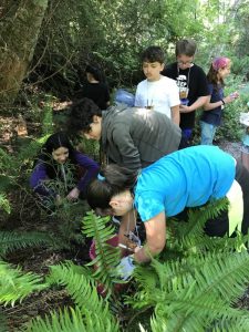Students plant young Cedar Trees